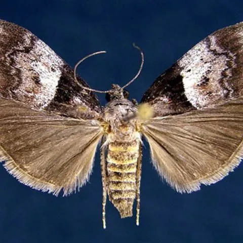 thumbnail for publication: Pine Webworm, Pococera robustella (Zeller) (Insecta: Lepidoptera: Pyralidae)